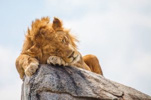 © 123rf.com - Kongsak Sumano