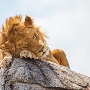 Der König der Tiere – eine Schlafmütze?
