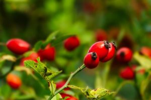 © Adobe Stock - Jan Herodes