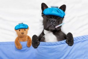 © Adobe Stock - javierbrosch
