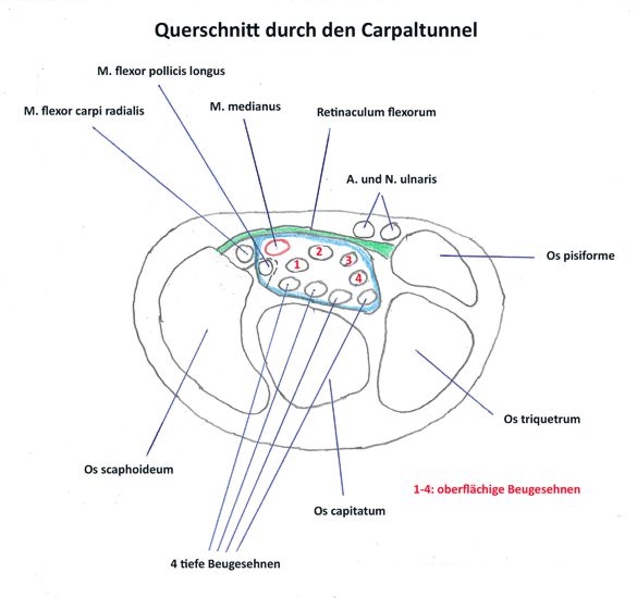 carpaltunnel querschnitt diagram